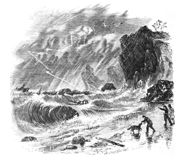 Newfoundland dog on beach during storm