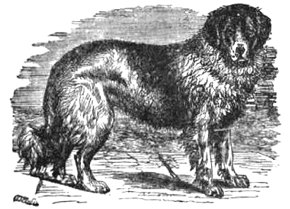 newfoundland dog image