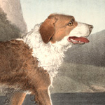 Newfoundland Dog by Thomas Doughty