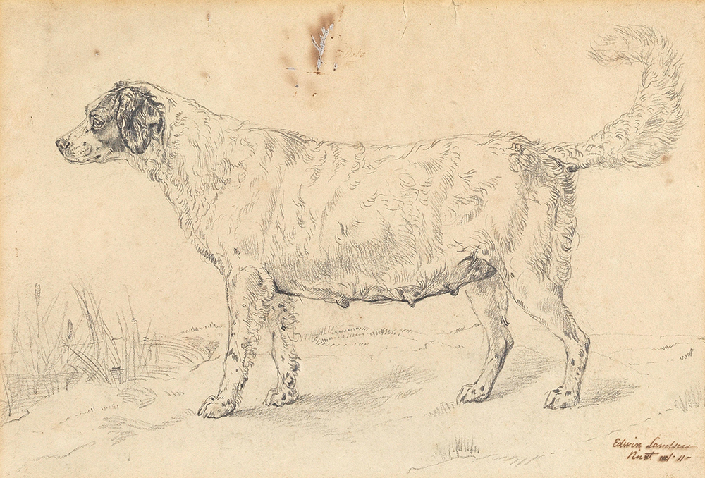 landseer study of a dog