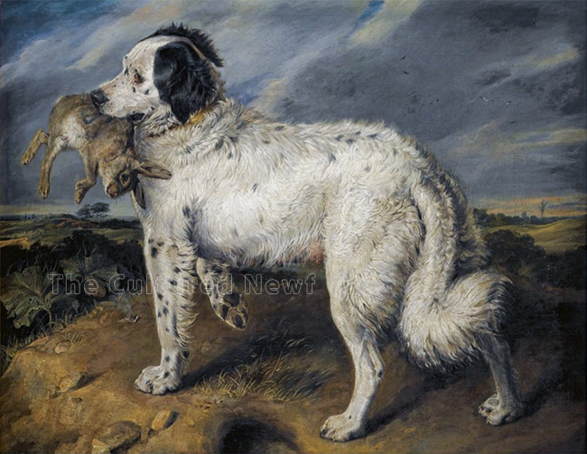 landseer newf with rabbit