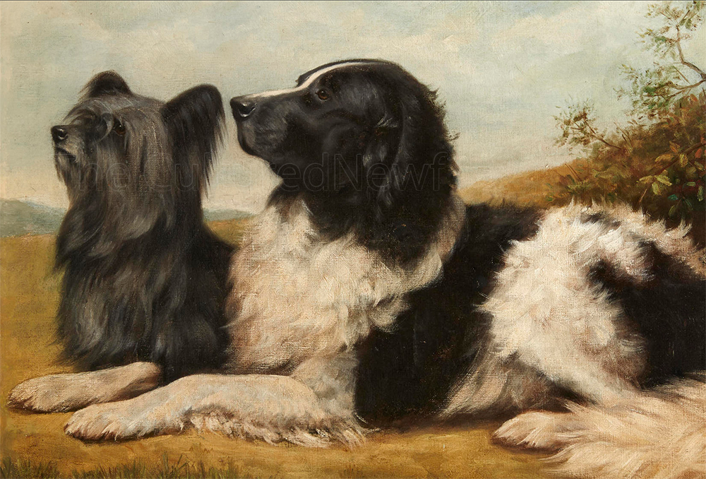 landseer newfoundland and skye terrier