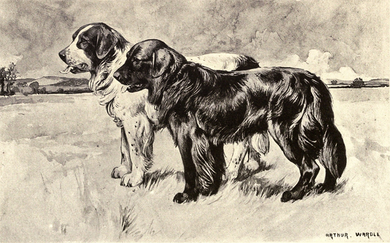 newfoundlands by wardle