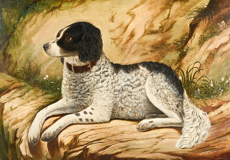 a newfoundland dog in a landscape image