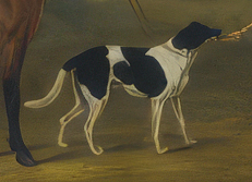 gooch | compton family hunters - detail